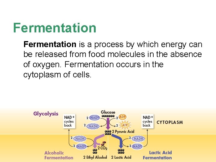 Fermentation is a process by which energy can be released from food molecules in