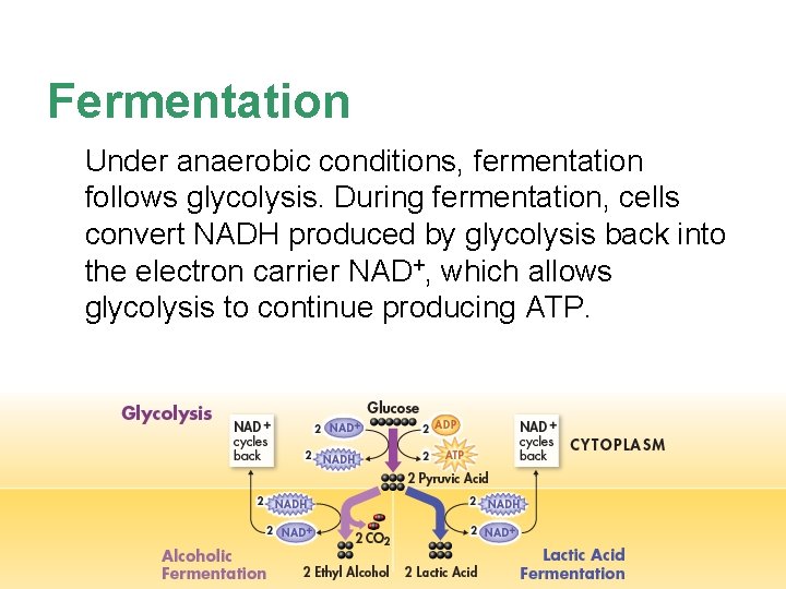 Fermentation Under anaerobic conditions, fermentation follows glycolysis. During fermentation, cells convert NADH produced by