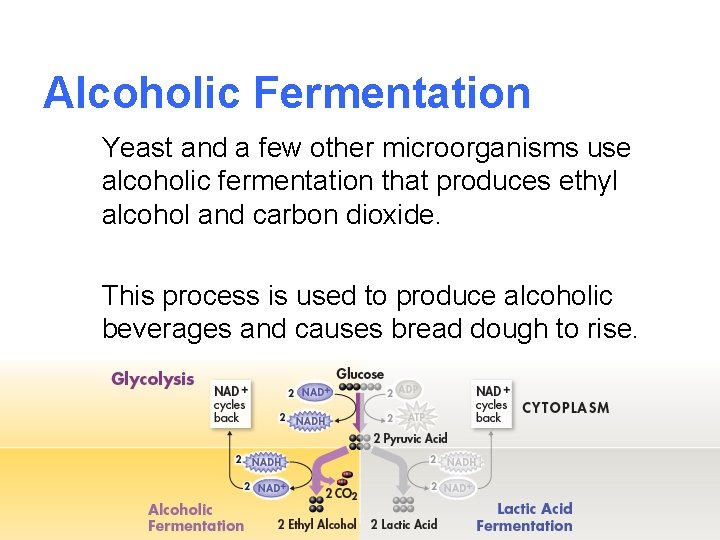 Lesson Overview 9 3 Fermentation THINK ABOUT IT