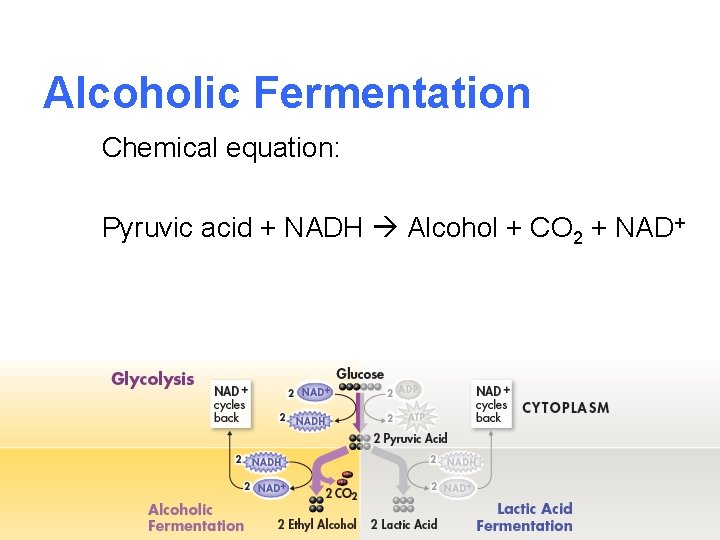 Alcoholic Fermentation Chemical equation: Pyruvic acid + NADH Alcohol + CO 2 + NAD+