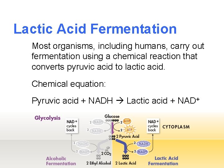 Lactic Acid Fermentation Most organisms, including humans, carry out fermentation using a chemical reaction