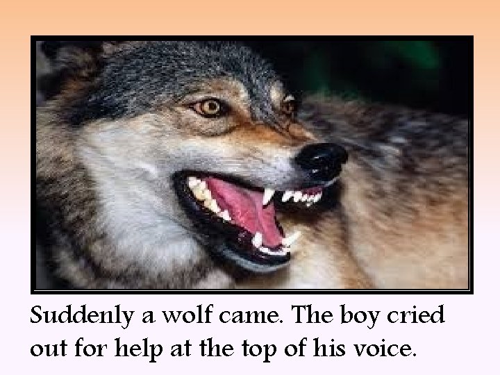 Suddenly a wolf came. The boy cried out for help at the top of