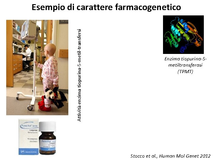 Attività enzima tiopurina-S-metil-transfersi Esempio di carattere farmacogenetico Enzima tiopurina-Smetiltransferasi (TPMT) Stocco et al. ,