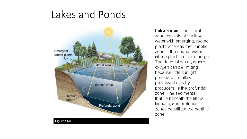 Lakes and Ponds Lake zones. The littoral zone consists of shallow water with emerging,