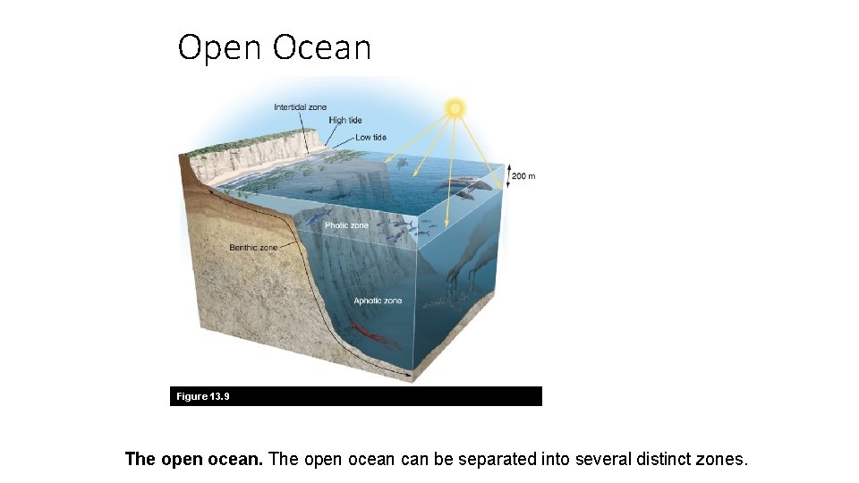 Open Ocean Figure 13. 9 The open ocean can be separated into several distinct