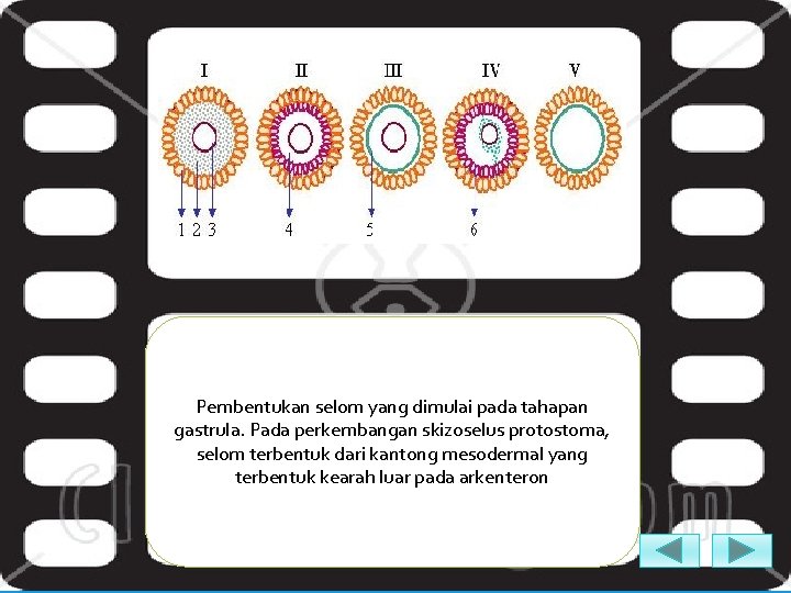 Pembentukan selom yang dimulai pada tahapan gastrula. Pada perkembangan skizoselus protostoma, selom terbentuk dari