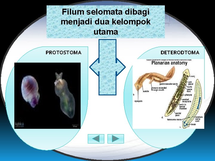 Filum selomata dibagi menjadi dua kelompok utama PROTOSTOMA DETERODTOMA 