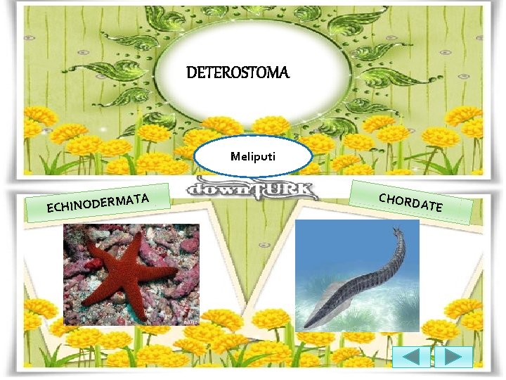 DETEROSTOMA Meliputi TA MA ECHINODER CHORD ATE 