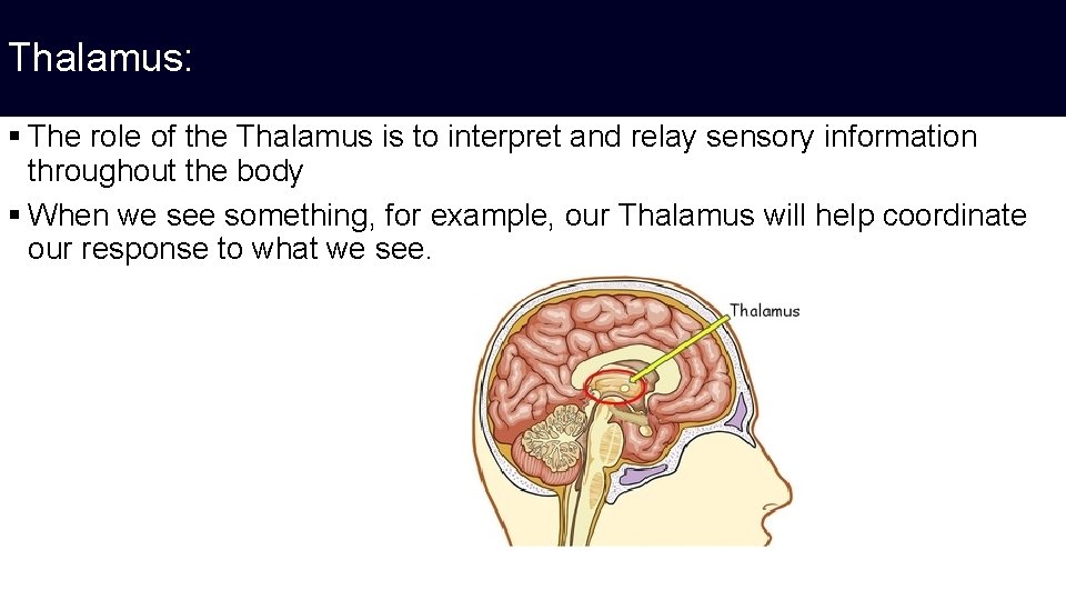 Thalamus: § The role of the Thalamus is to interpret and relay sensory information
