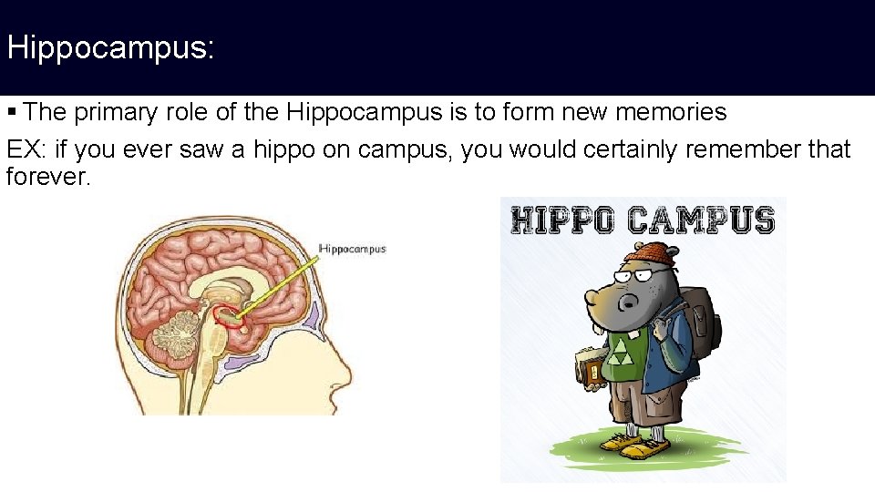 Hippocampus: § The primary role of the Hippocampus is to form new memories EX: