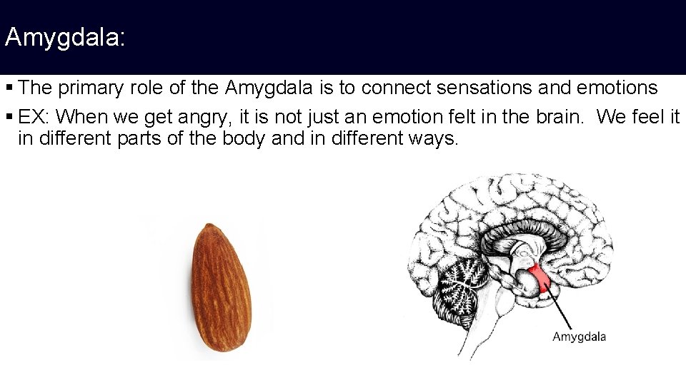 Amygdala: § The primary role of the Amygdala is to connect sensations and emotions