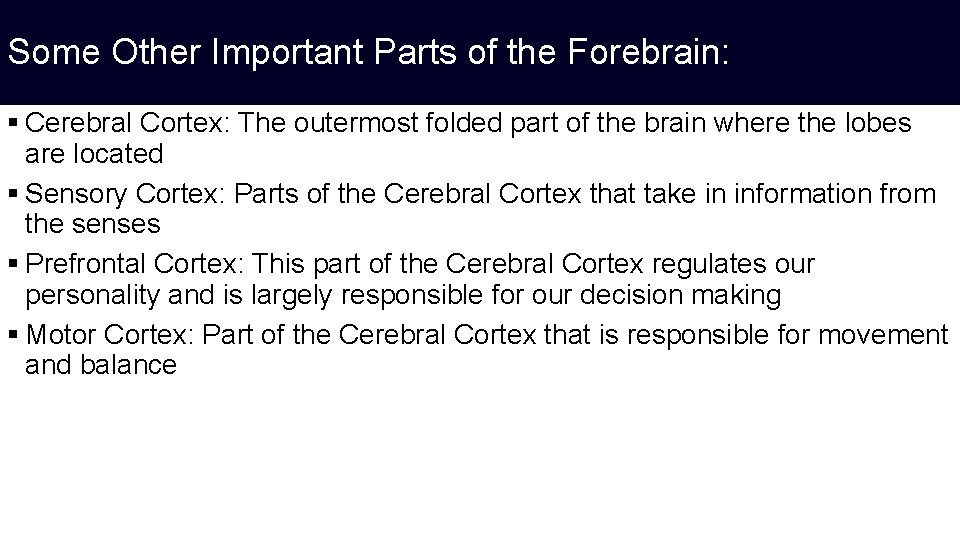 Some Other Important Parts of the Forebrain: § Cerebral Cortex: The outermost folded part