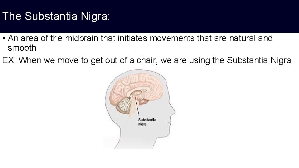 The Substantia Nigra: § An area of the midbrain that initiates movements that are