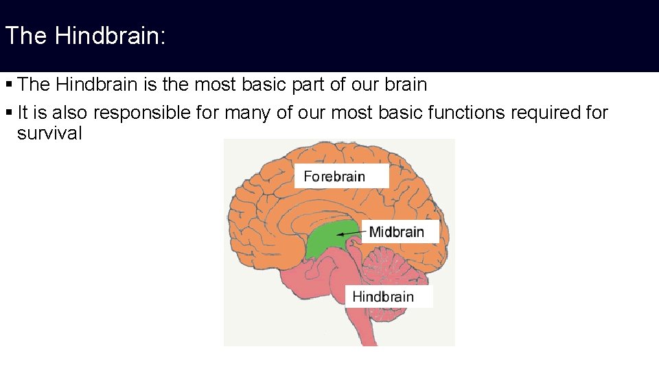 The Hindbrain: § The Hindbrain is the most basic part of our brain §