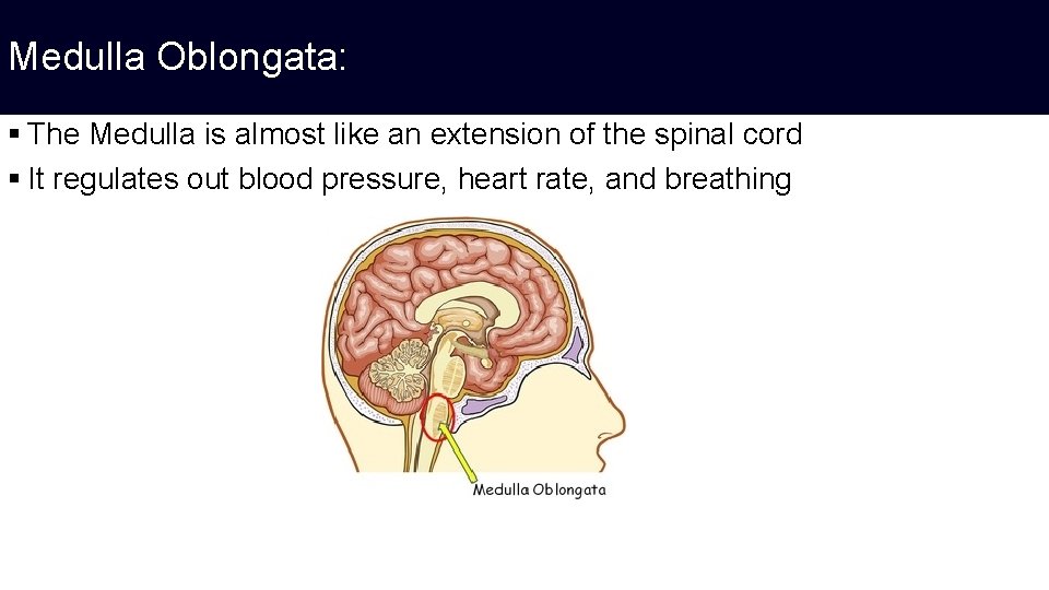 Medulla Oblongata: § The Medulla is almost like an extension of the spinal cord