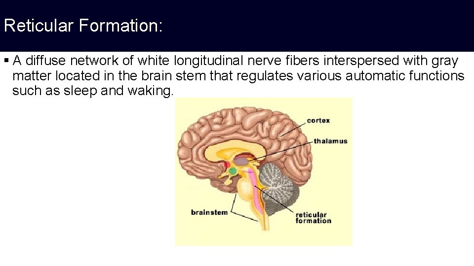 Reticular Formation: § A diffuse network of white longitudinal nerve fibers interspersed with gray