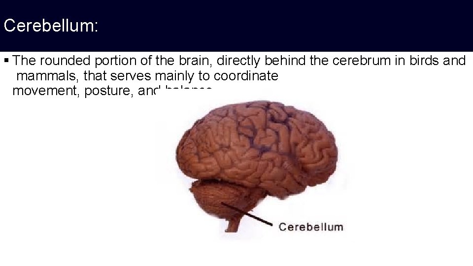 Cerebellum: § The rounded portion of the brain, directly behind the cerebrum in birds