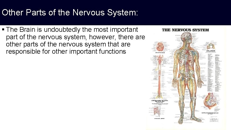 Other Parts of the Nervous System: § The Brain is undoubtedly the most important