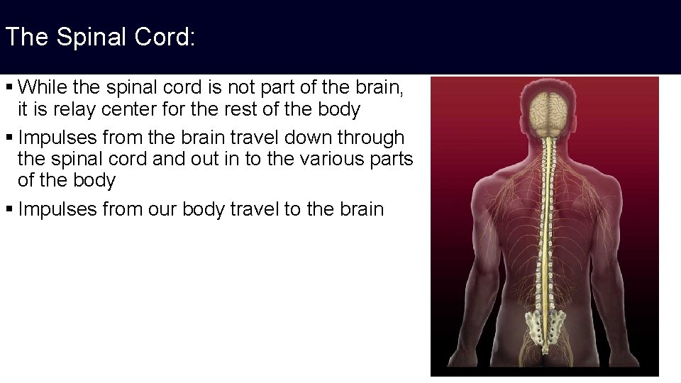 The Spinal Cord: § While the spinal cord is not part of the brain,