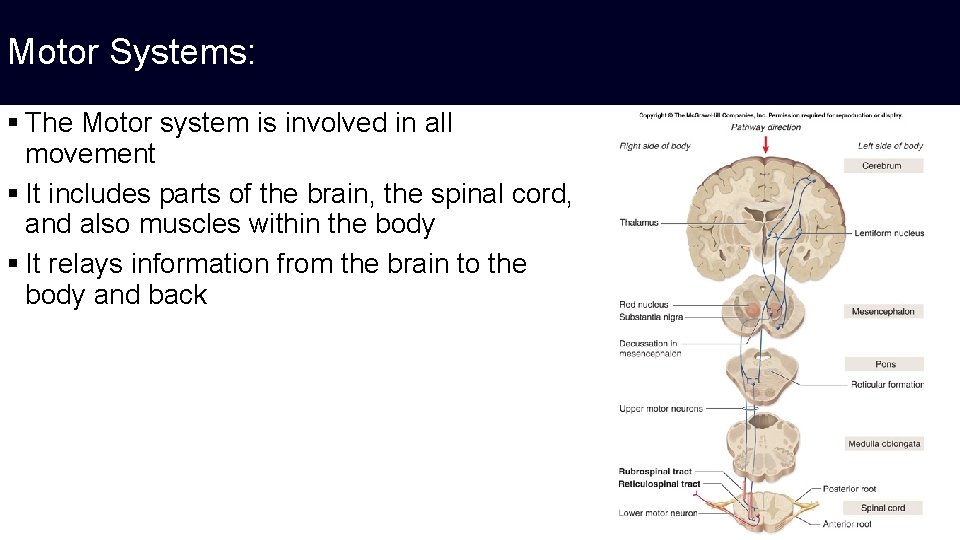 Motor Systems: § The Motor system is involved in all movement § It includes