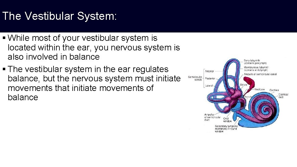 The Vestibular System: § While most of your vestibular system is located within the