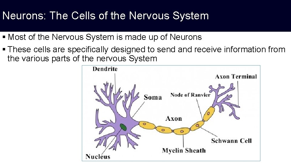 Neurons: The Cells of the Nervous System § Most of the Nervous System is