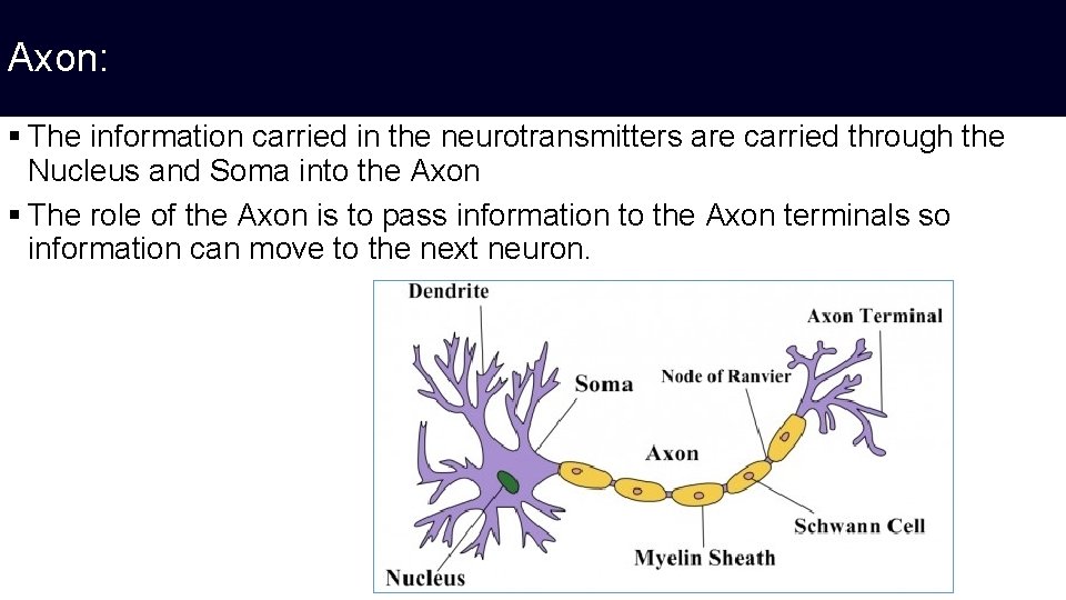 Axon: § The information carried in the neurotransmitters are carried through the Nucleus and