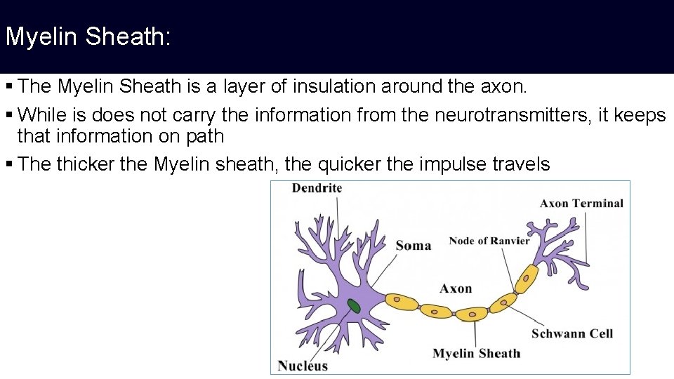 Myelin Sheath: § The Myelin Sheath is a layer of insulation around the axon.