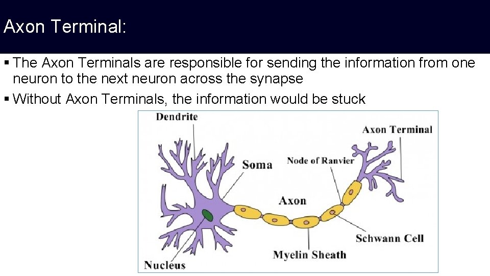 Axon Terminal: § The Axon Terminals are responsible for sending the information from one