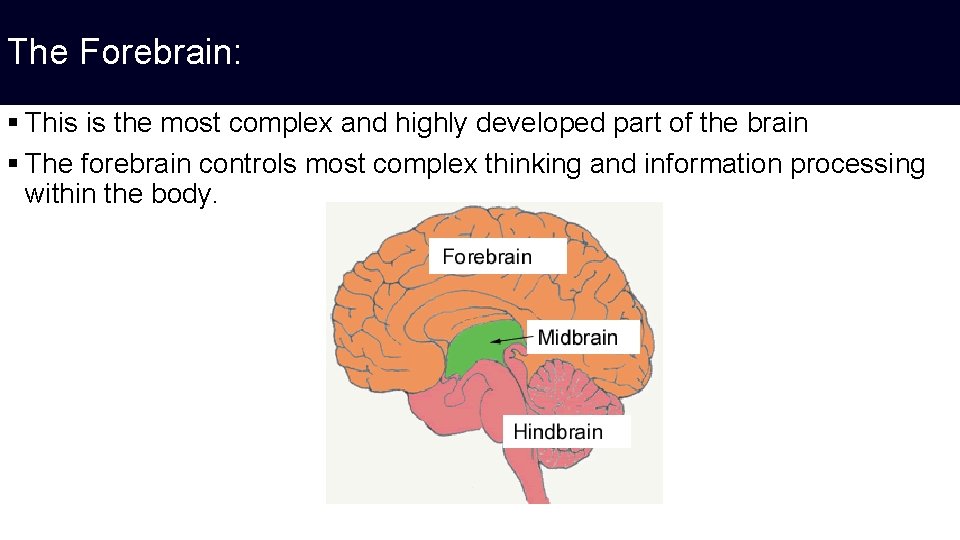 The Forebrain: § This is the most complex and highly developed part of the