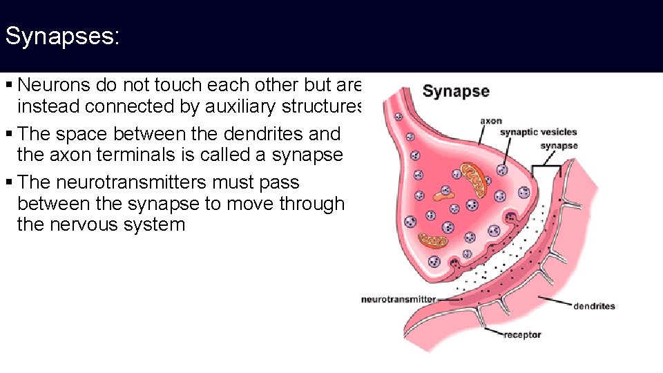 Synapses: § Neurons do not touch each other but are instead connected by auxiliary