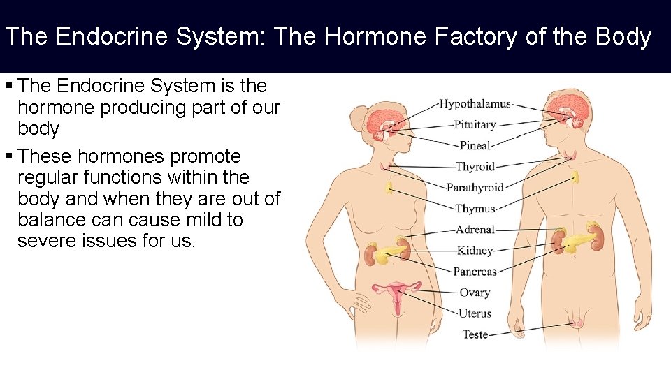 The Endocrine System: The Hormone Factory of the Body § The Endocrine System is