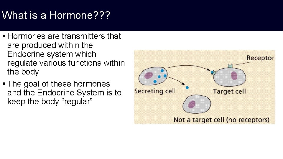 What is a Hormone? ? ? § Hormones are transmitters that are produced within