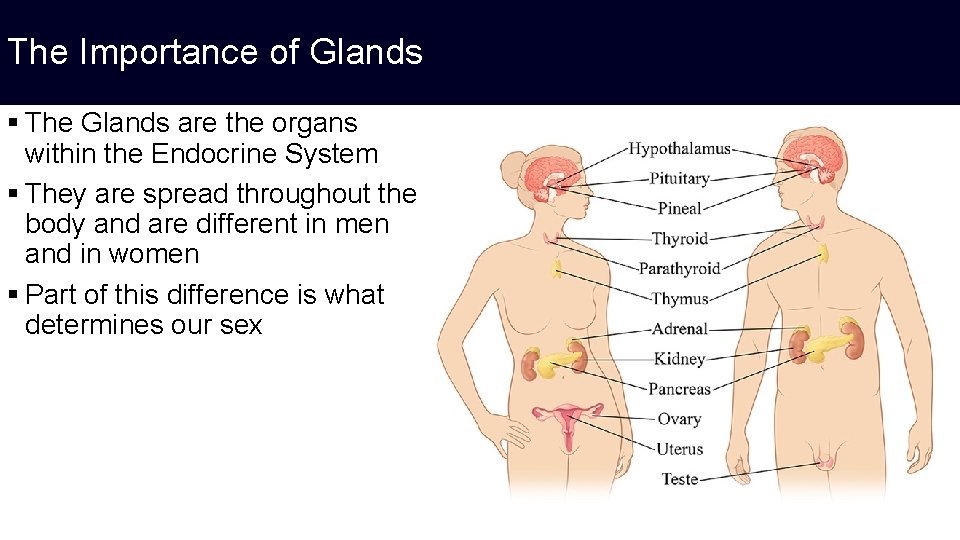 The Importance of Glands § The Glands are the organs within the Endocrine System