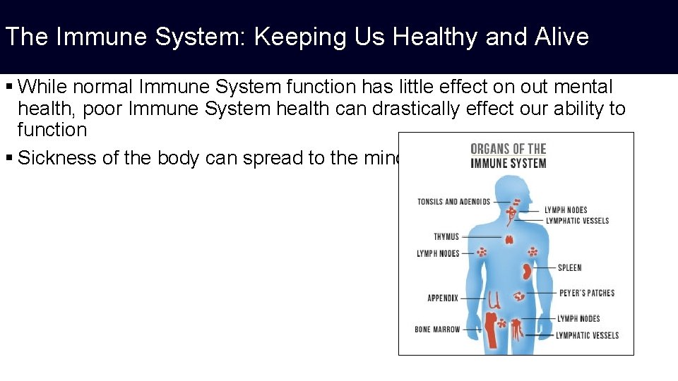 The Immune System: Keeping Us Healthy and Alive § While normal Immune System function