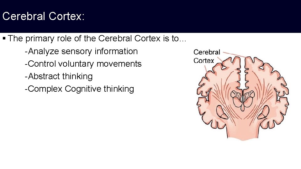 Cerebral Cortex: § The primary role of the Cerebral Cortex is to… -Analyze sensory