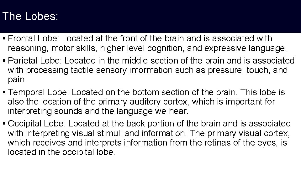 The Lobes: § Frontal Lobe: Located at the front of the brain and is