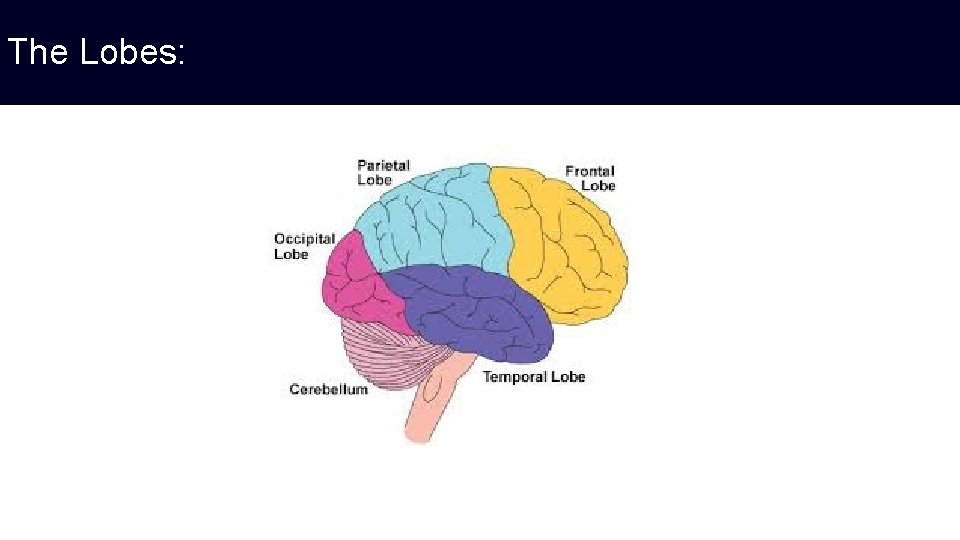 The Lobes: 