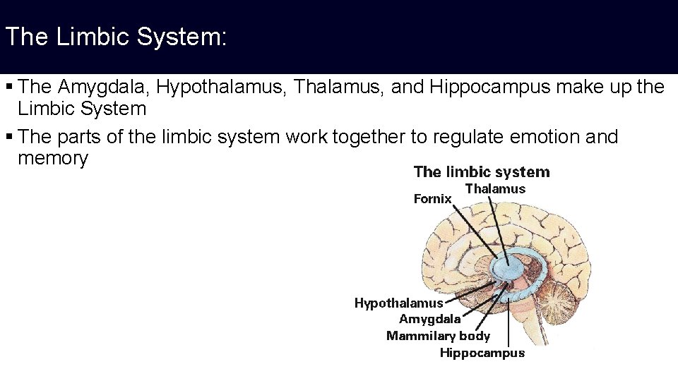 The Limbic System: § The Amygdala, Hypothalamus, Thalamus, and Hippocampus make up the Limbic