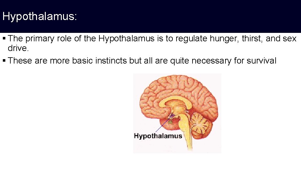 Hypothalamus: § The primary role of the Hypothalamus is to regulate hunger, thirst, and