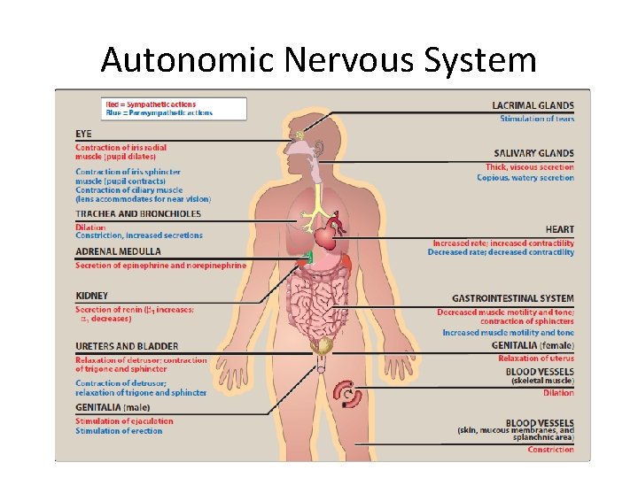 Autonomic Nervous System 