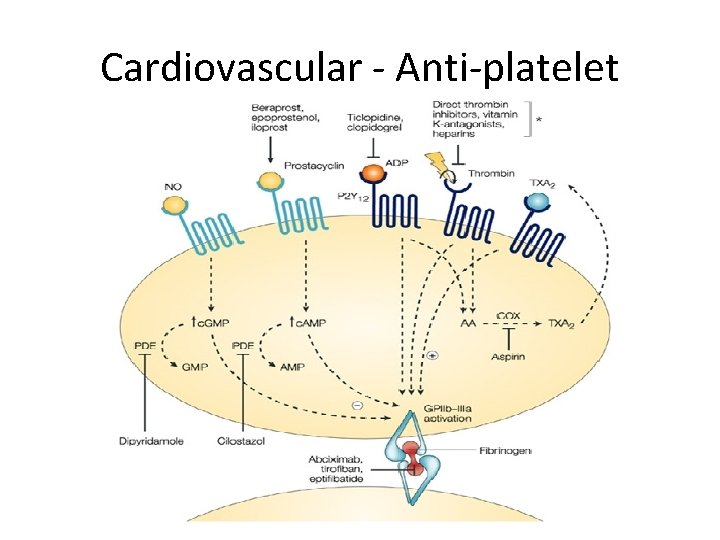 Cardiovascular - Anti-platelet 