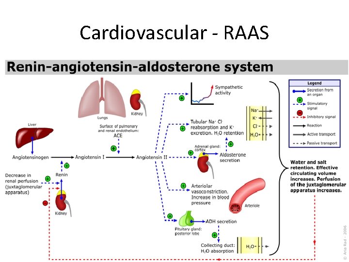 Cardiovascular - RAAS 