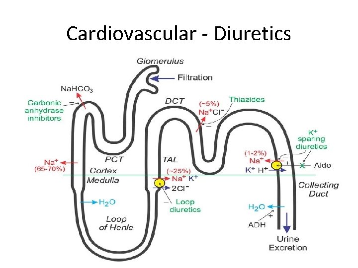 Cardiovascular - Diuretics 