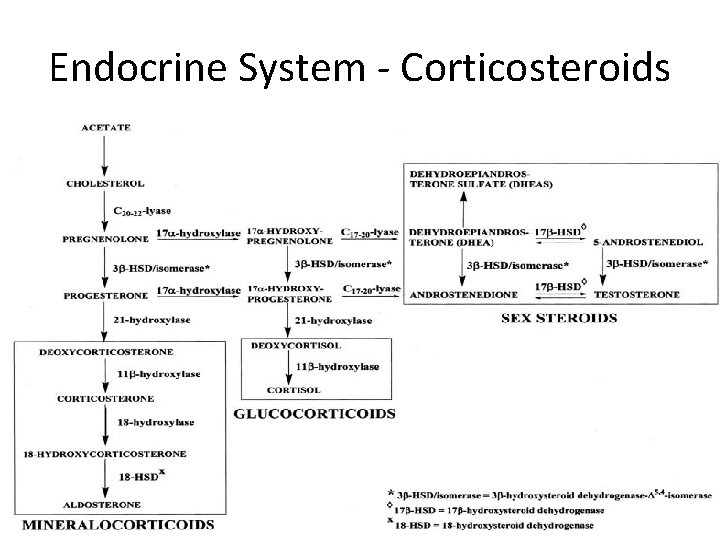 Endocrine System - Corticosteroids 