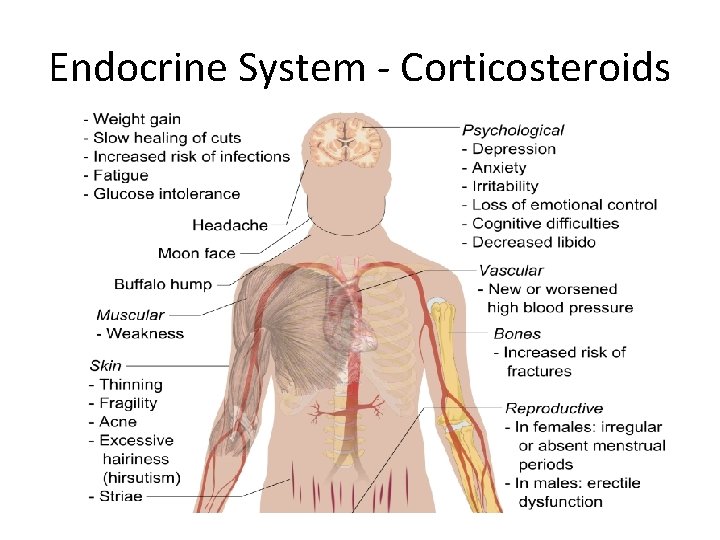 Endocrine System - Corticosteroids 