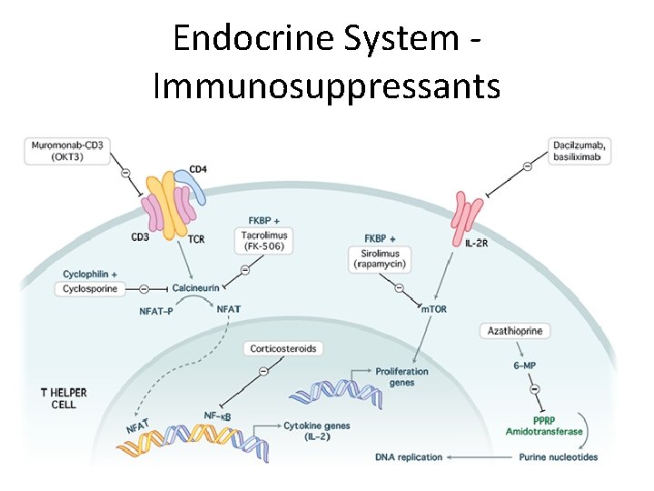 Endocrine System Immunosuppressants 