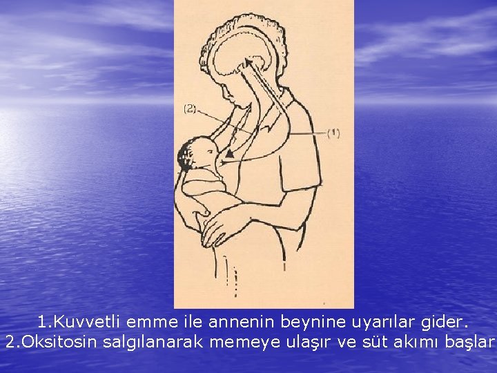 1. Kuvvetli emme ile annenin beynine uyarılar gider. 2. Oksitosin salgılanarak memeye ulaşır ve