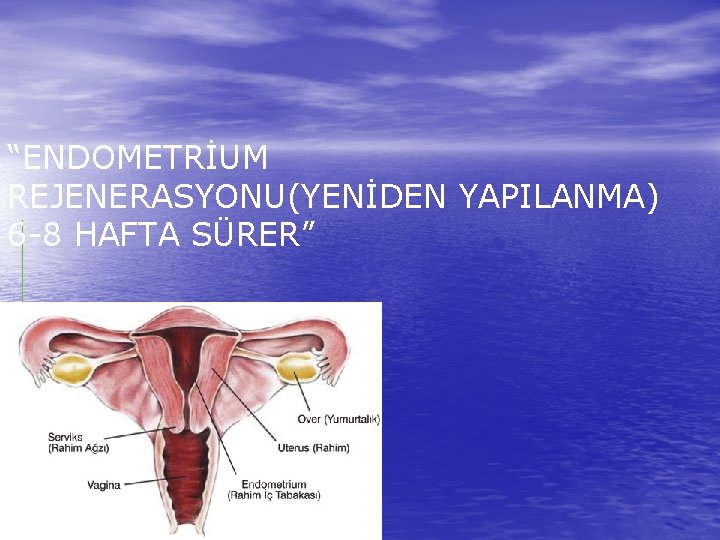 “ENDOMETRİUM REJENERASYONU(YENİDEN YAPILANMA) 6 -8 HAFTA SÜRER” 
