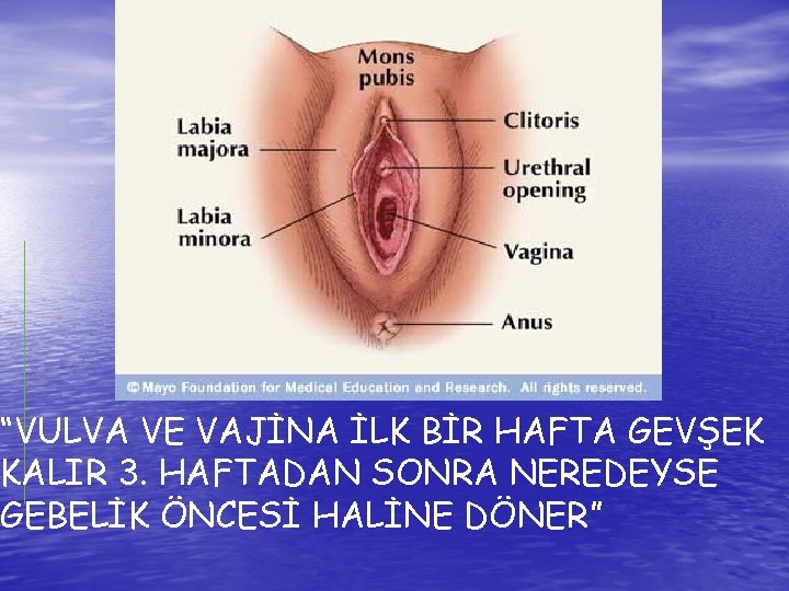 “VULVA VE VAJİNA İLK BİR HAFTA GEVŞEK KALIR 3. HAFTADAN SONRA NEREDEYSE GEBELİK ÖNCESİ